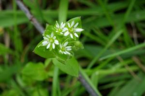 健康茶 ハコベ 繁縷 茶 の効果 効能 健康習慣